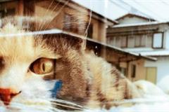 东游记 唐朝买家秀日本本州7日行